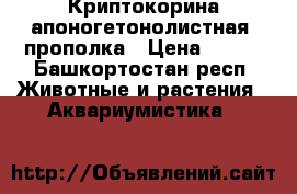 Криптокорина апоногетонолистная  прополка › Цена ­ 500 - Башкортостан респ. Животные и растения » Аквариумистика   